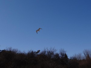 Möwe im Flug